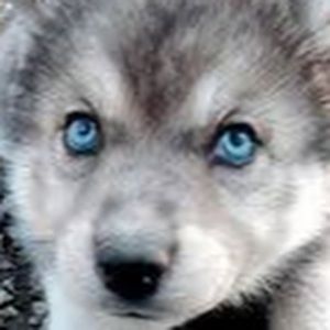 Meet your Posher, Paige